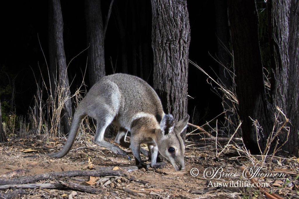 Bridled Nailtail Wallaby (Onychogalea fraenata) Bridled Nailtail Wallaby (Onychogalea fraenata)