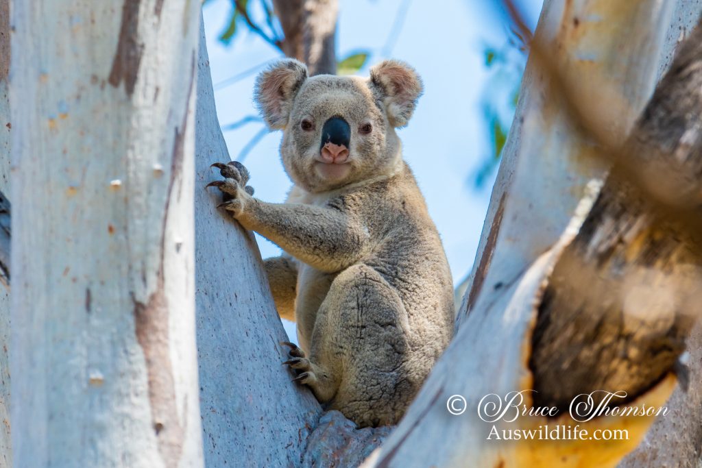 Koala