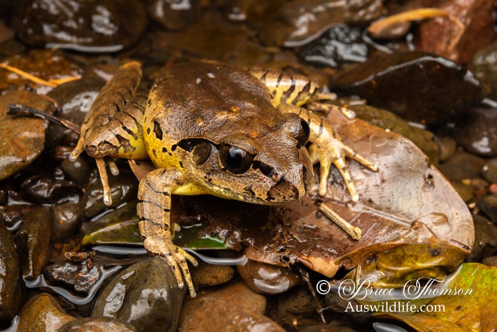 Fleay's Barred Frog (Mixophyes fleayi)