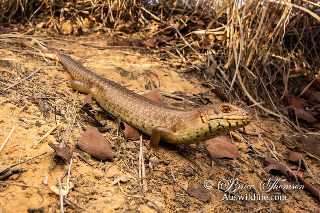 Yakka Skink (Egernia rugosa)