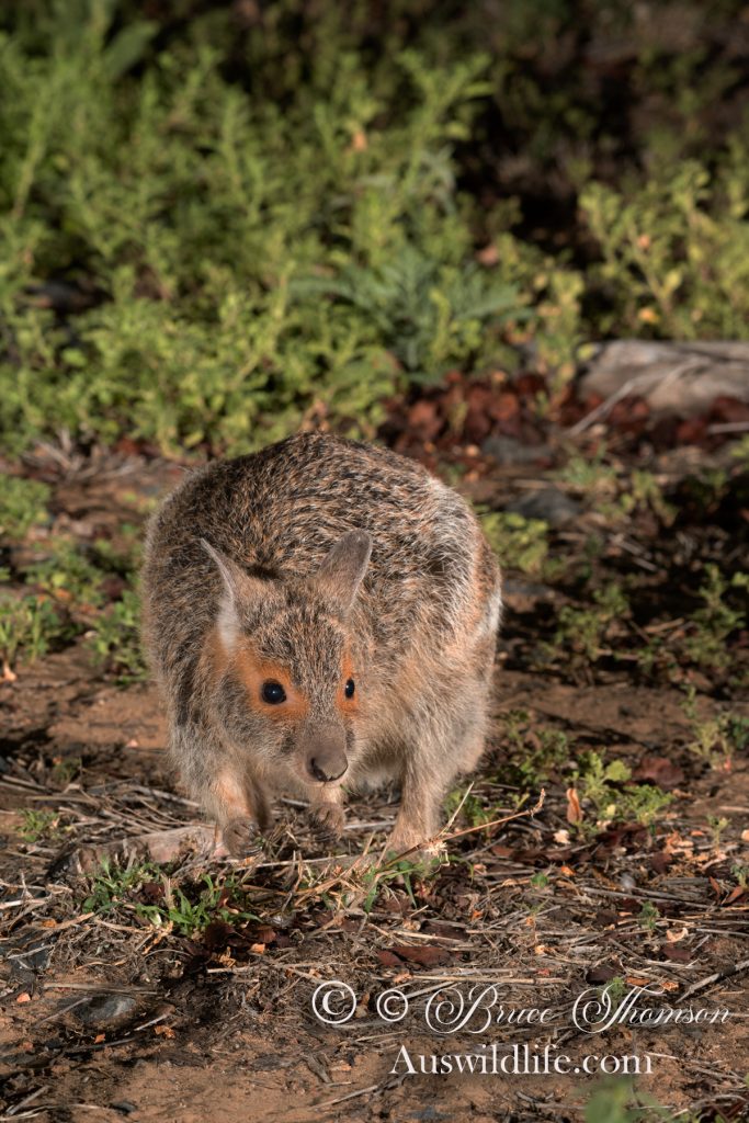 Spectacled Hare Wallaby