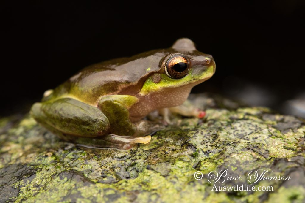 Pearson's Stream Frog (Litoria pearsoniana)