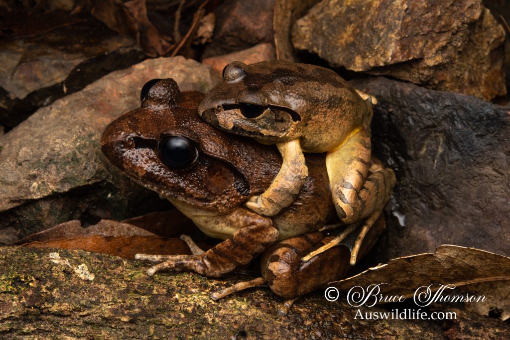 Northern Stuttering Frog (Mixophyes balbus)