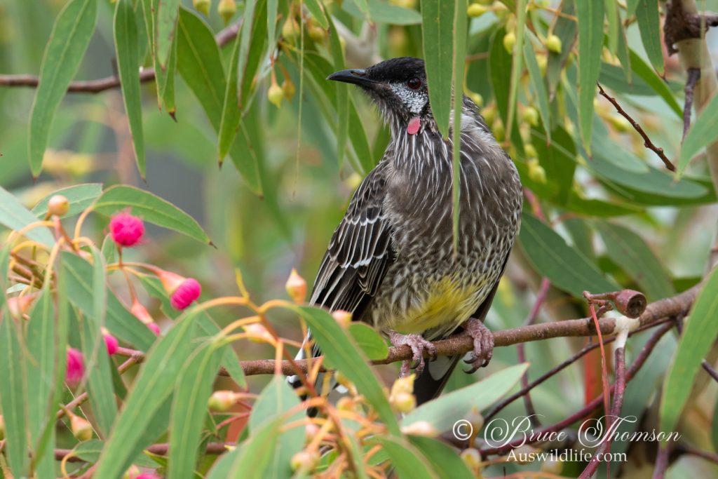 Red Wattlebird