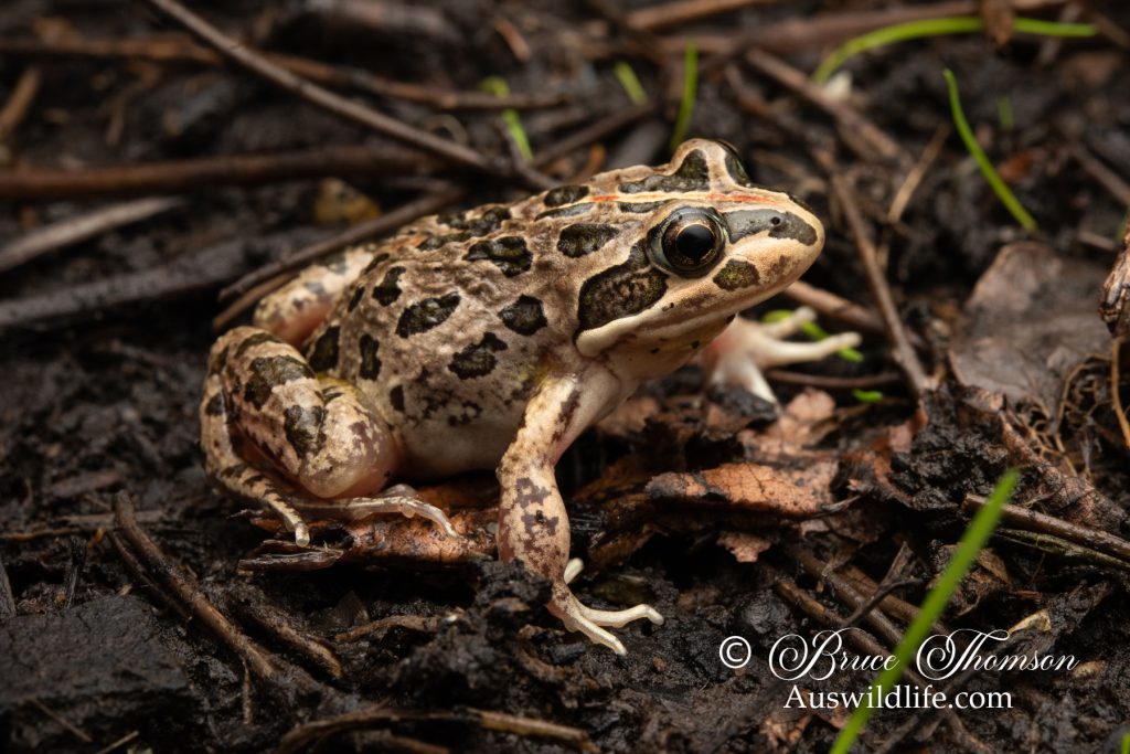 Spotted Marsh Frog (Limnodynastes tasmaniensis)