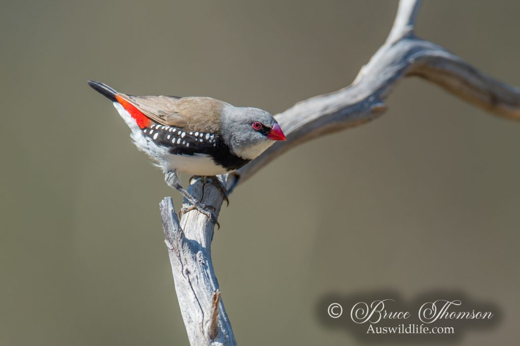 Diamond Firetail Finch