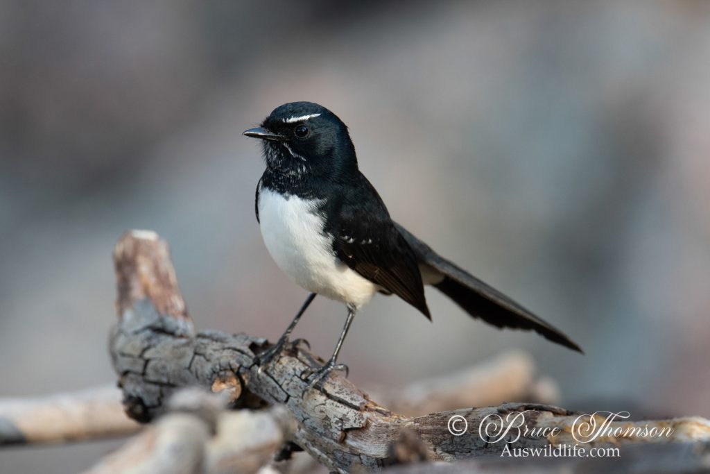 Willy Wagtail