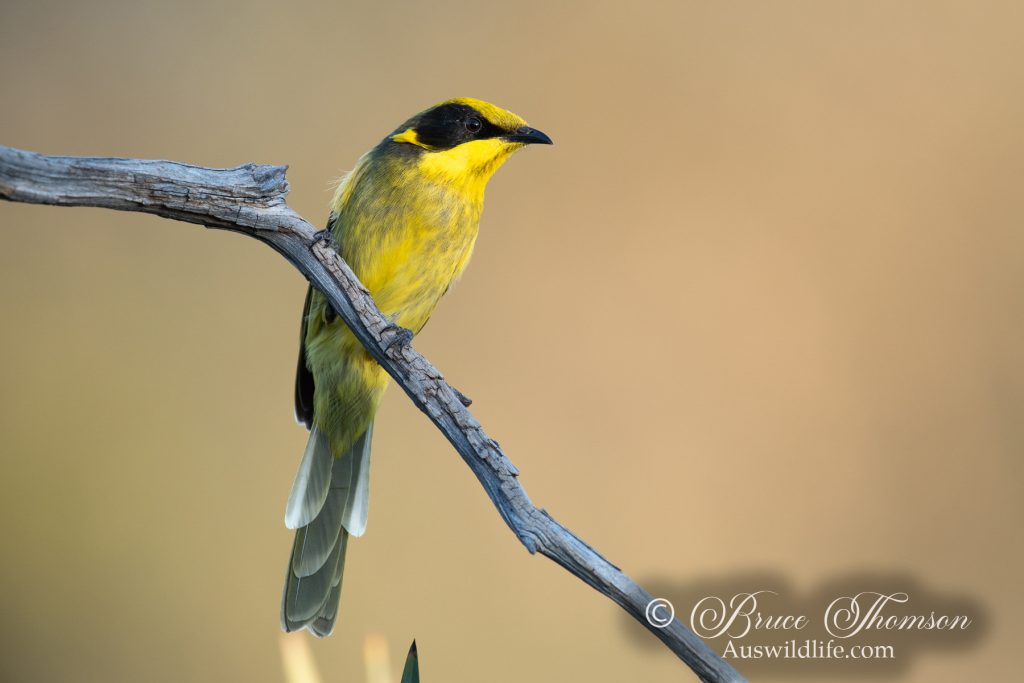 Yellow-tufted Honeyeater