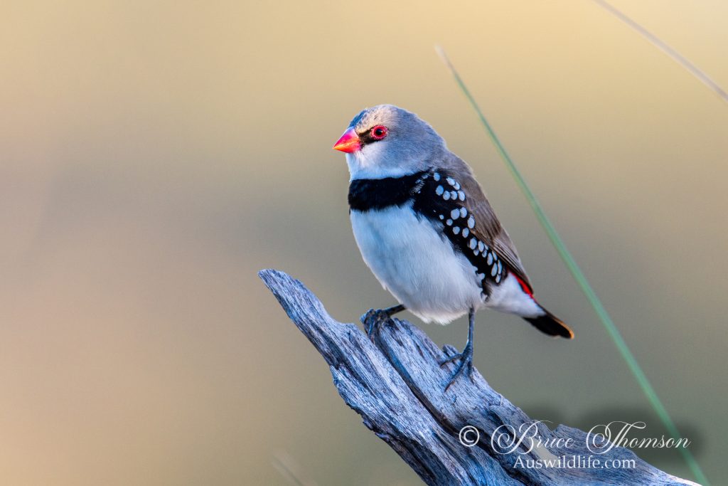 Diamond Firetail Finch