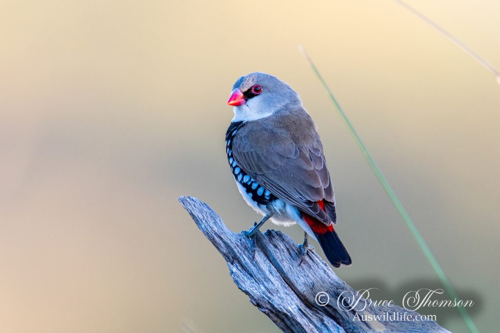 Diamond Firetail Finch