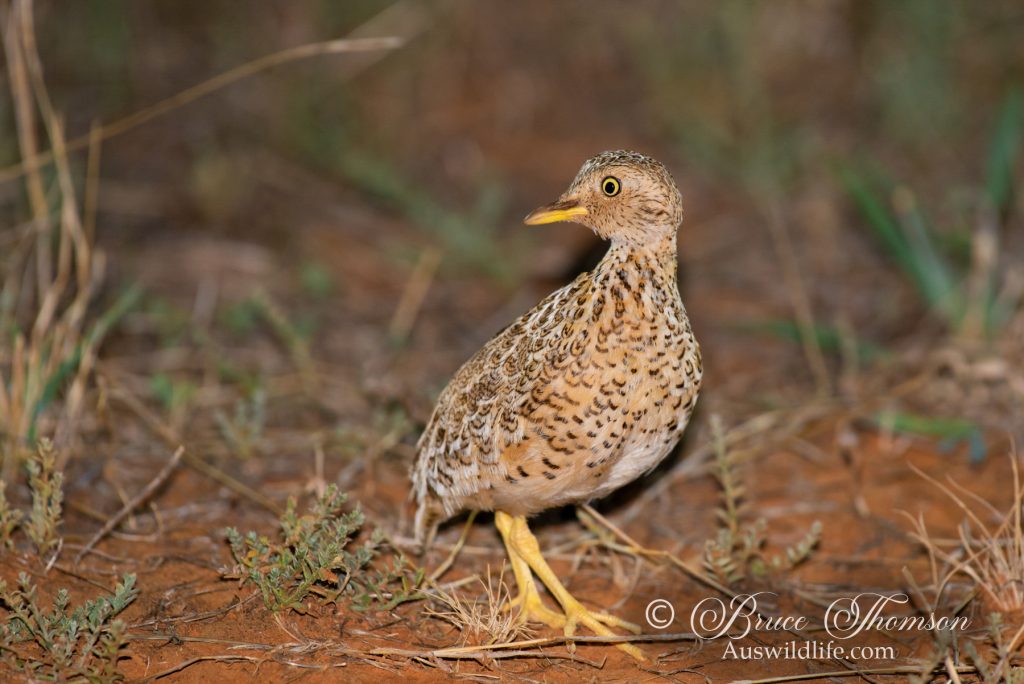 Plains Wanderer (male)