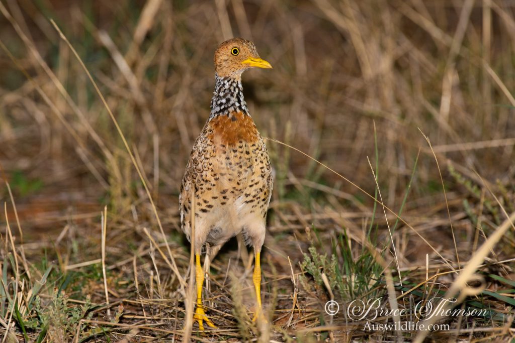 Plains Wanderer (female)