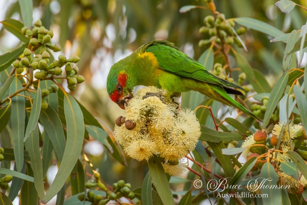 Musk Lorikeet