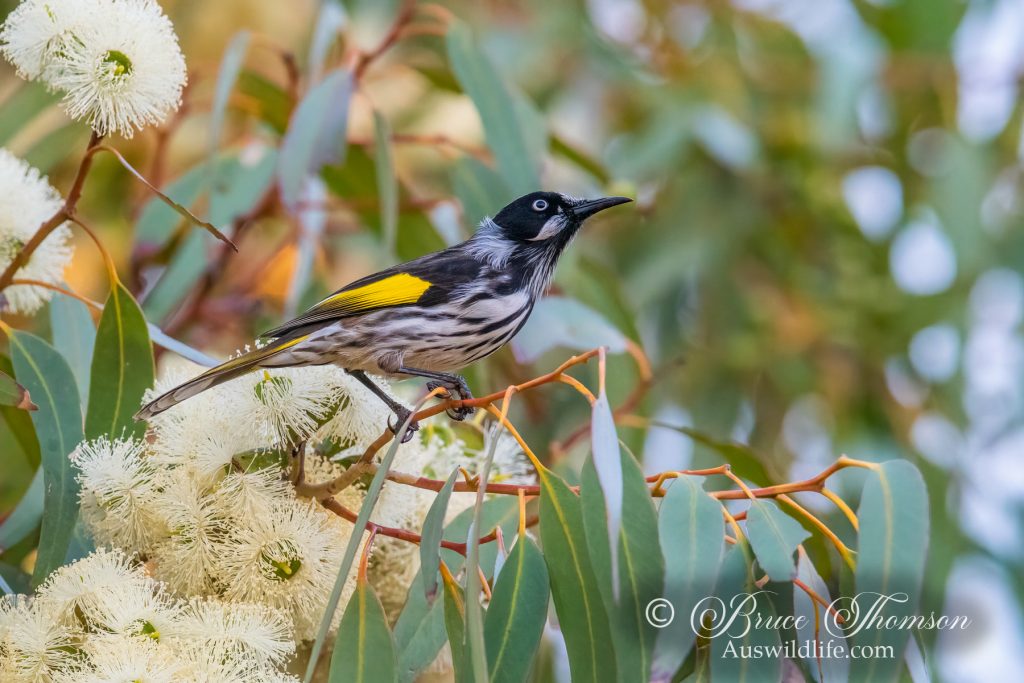 New Holland Honeyeater