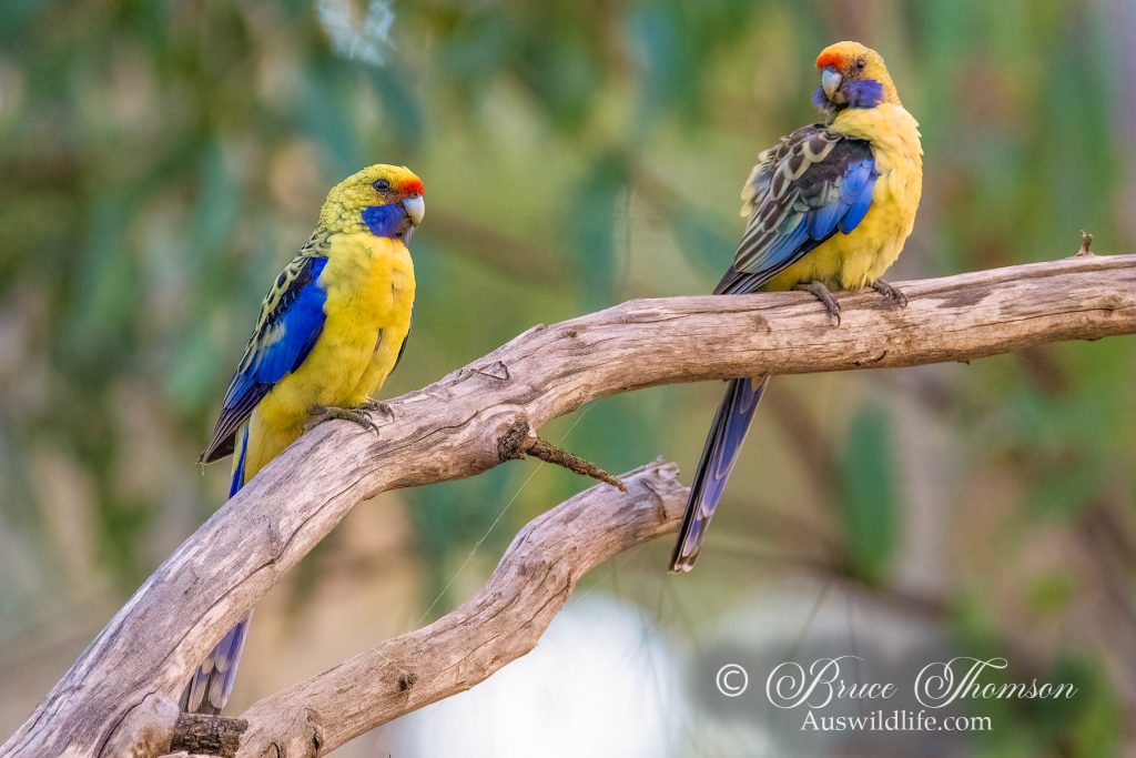 Crimson Rosella (yellow form)