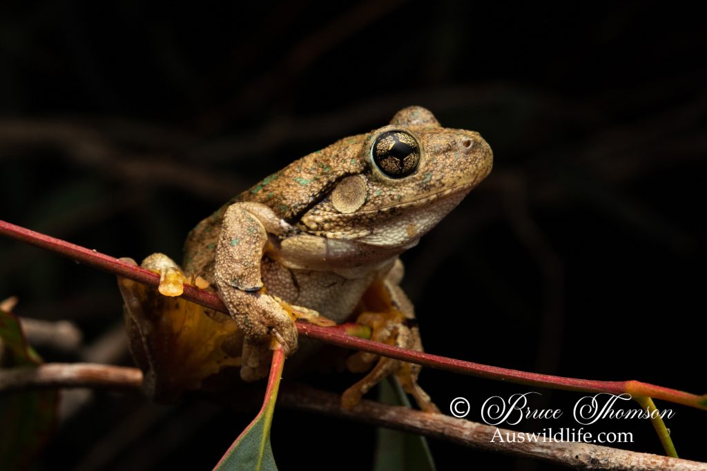 Peron's Tree Frog (Litoria peronii)