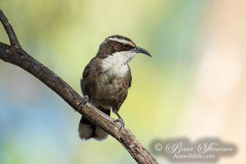 White-browed Babbler