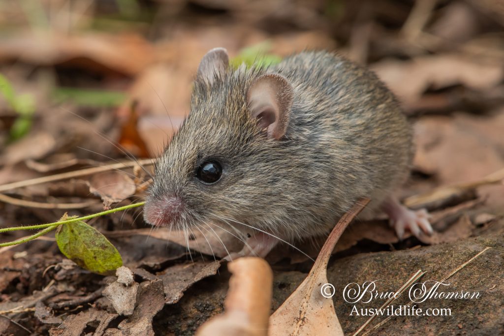 New Holland Mouse (Pseudomys novaehollandiae)