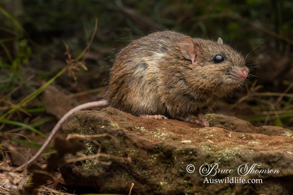 Pale Field Rat (Rattus tunneyi)