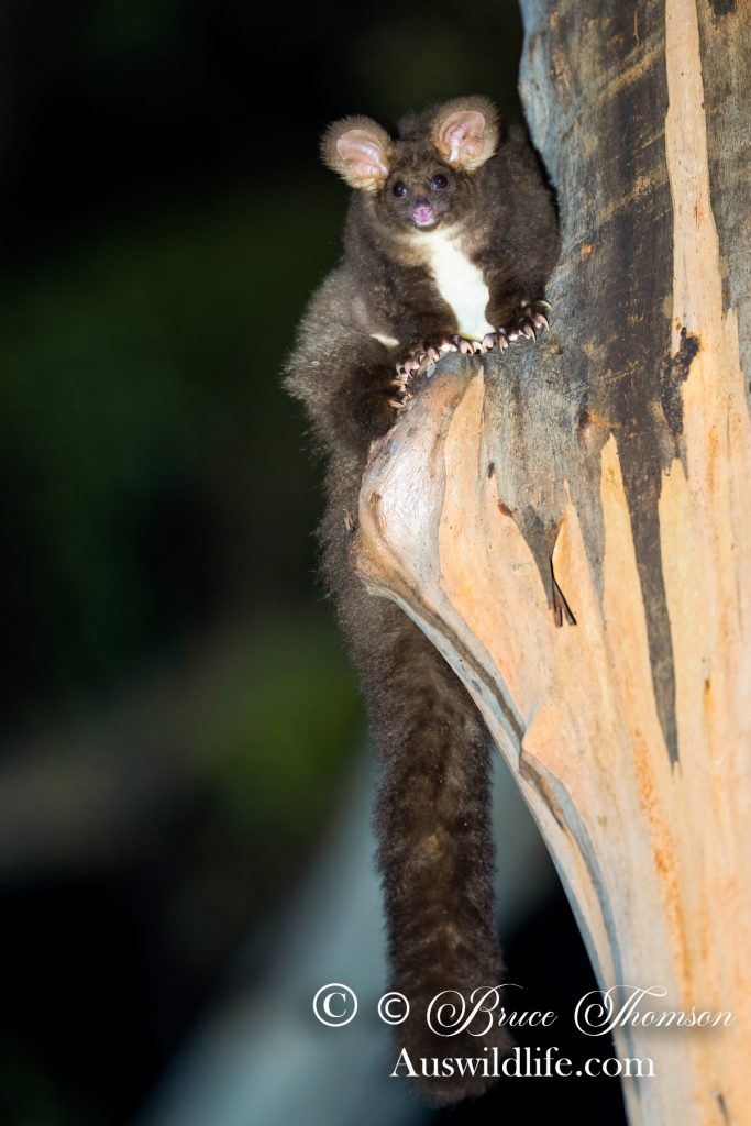 Greater Glider (Petauroides volans)