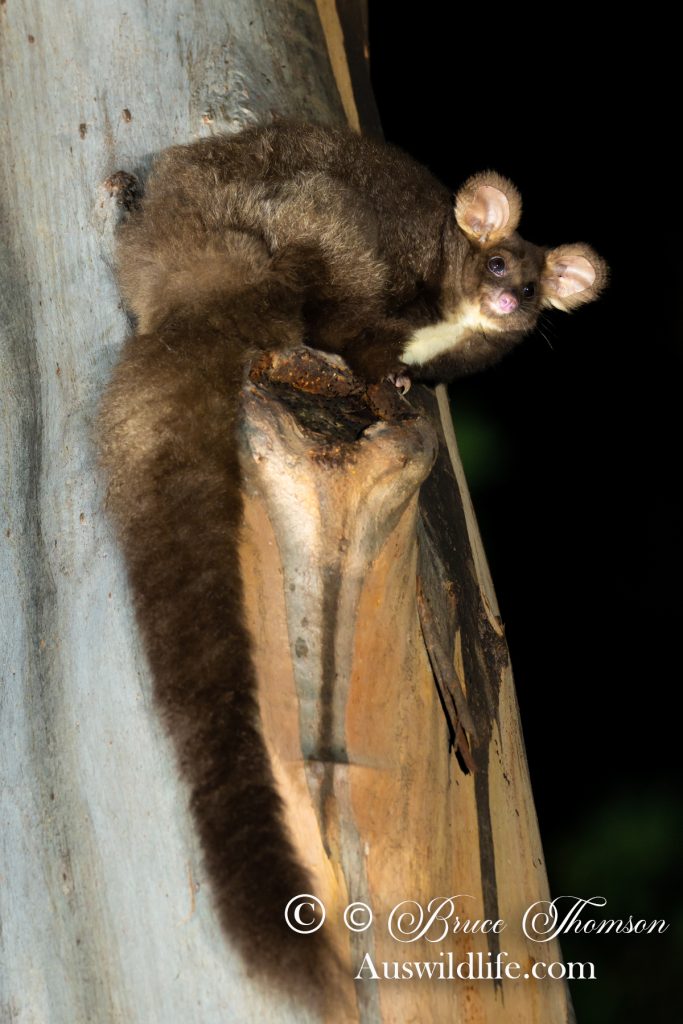 Greater Glider (Petauroides volans)
