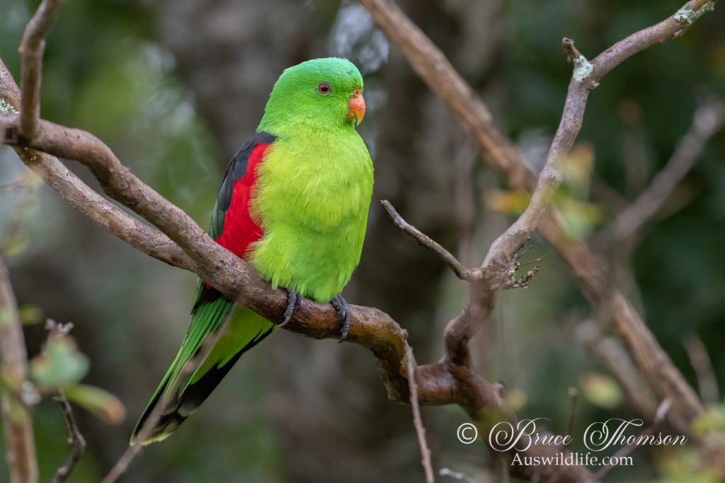 Red-winged Parrot