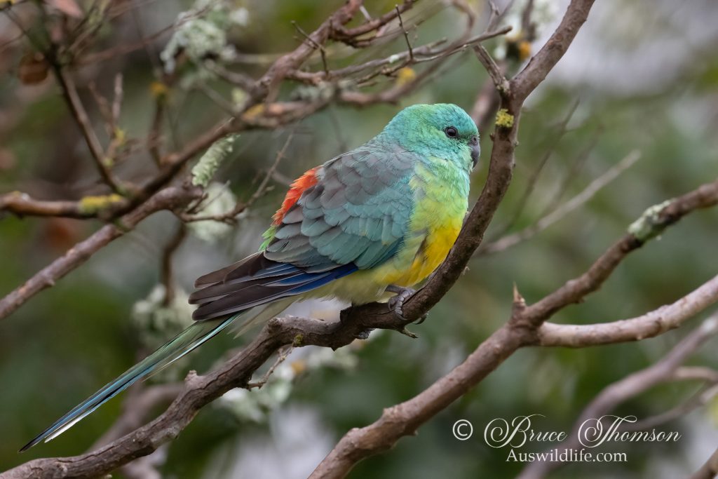 Red-rumped Parrot (male)
