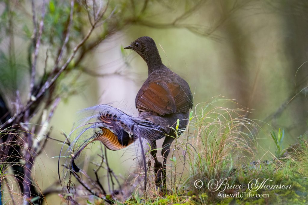 Superb Lyrebird (male)