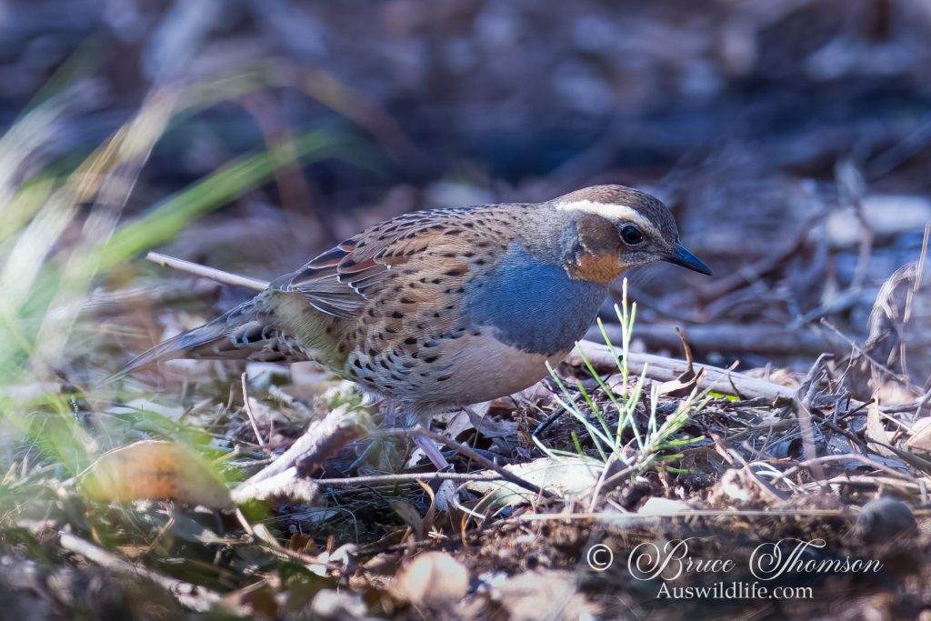 Spotted Quail-thrush (female)