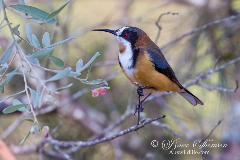 Eastern Spinebill (with unusual white facial mottling)