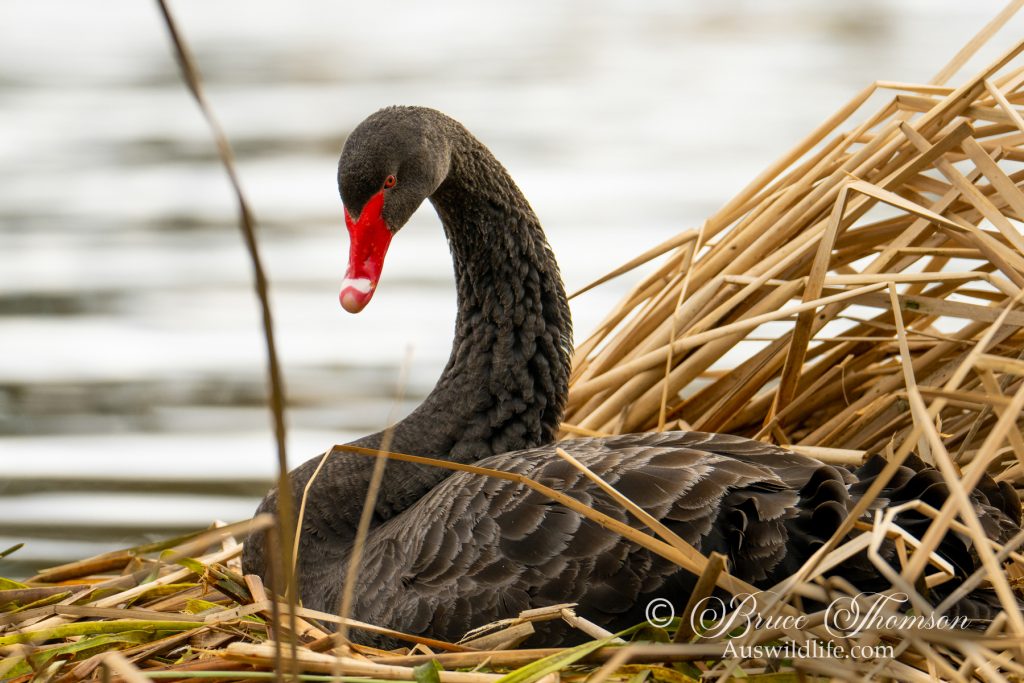 Black Swan sitting on nest
