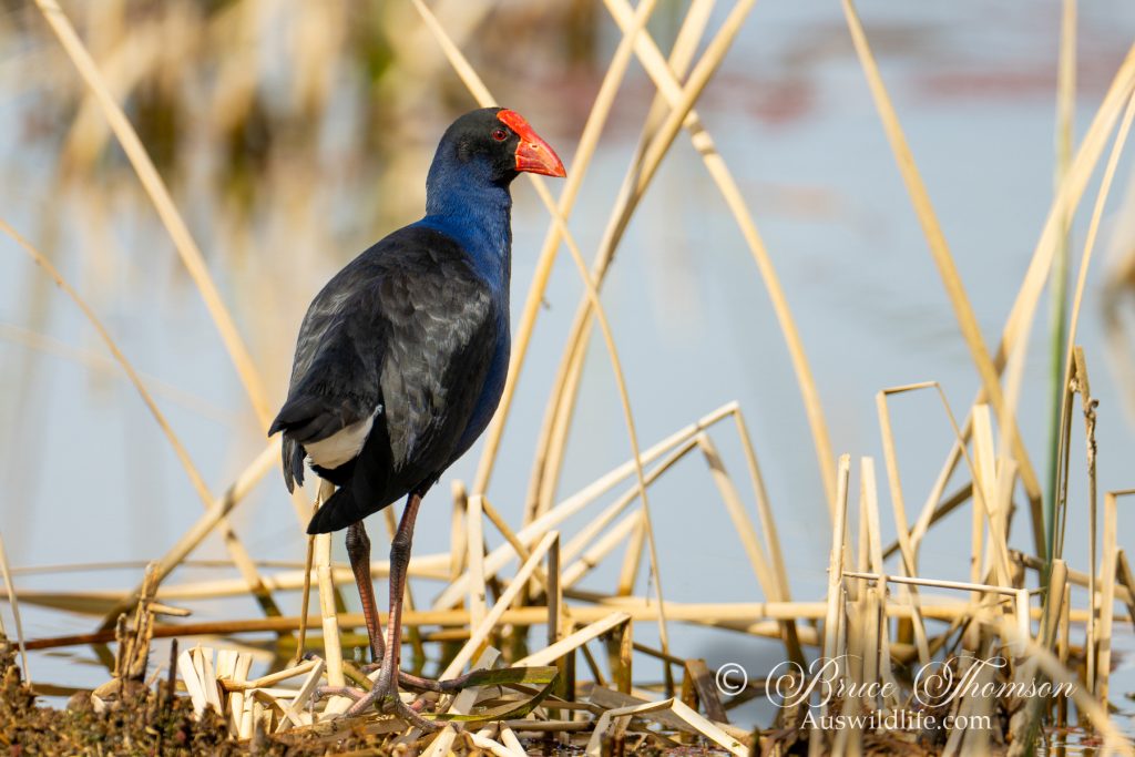 Eastern Swamphen