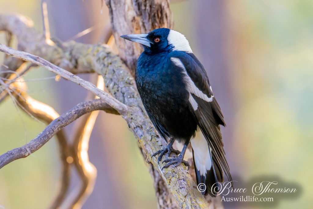 Australian Magpie