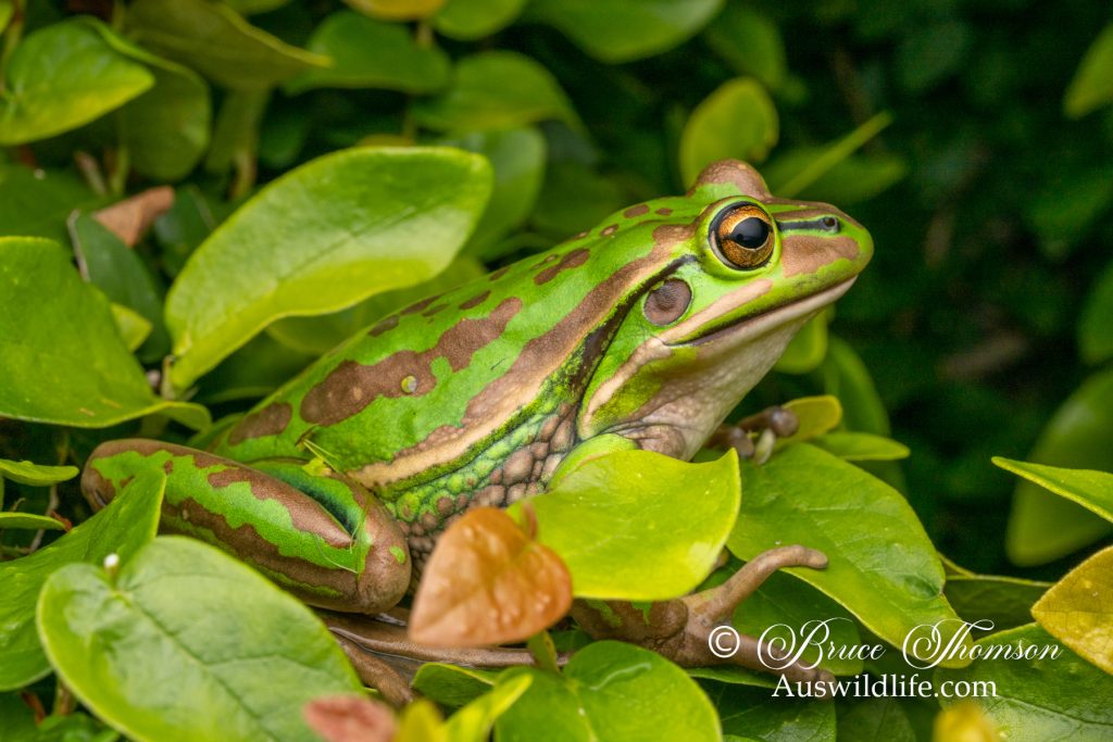 Green and Golden Bell Frog (Litoria aurea)