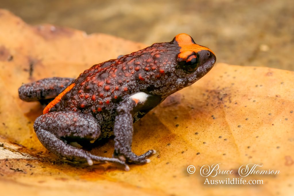 Red-crowned Toadlet (Pseudophryne australis)