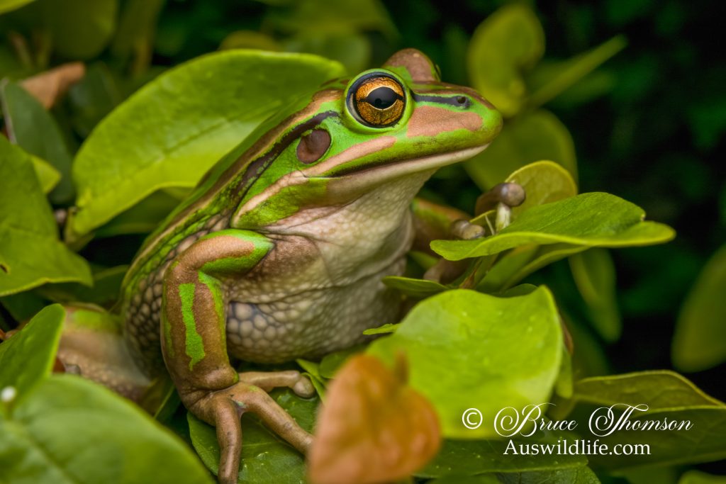 Green and Golden Bell Frog (Litoria aurea)