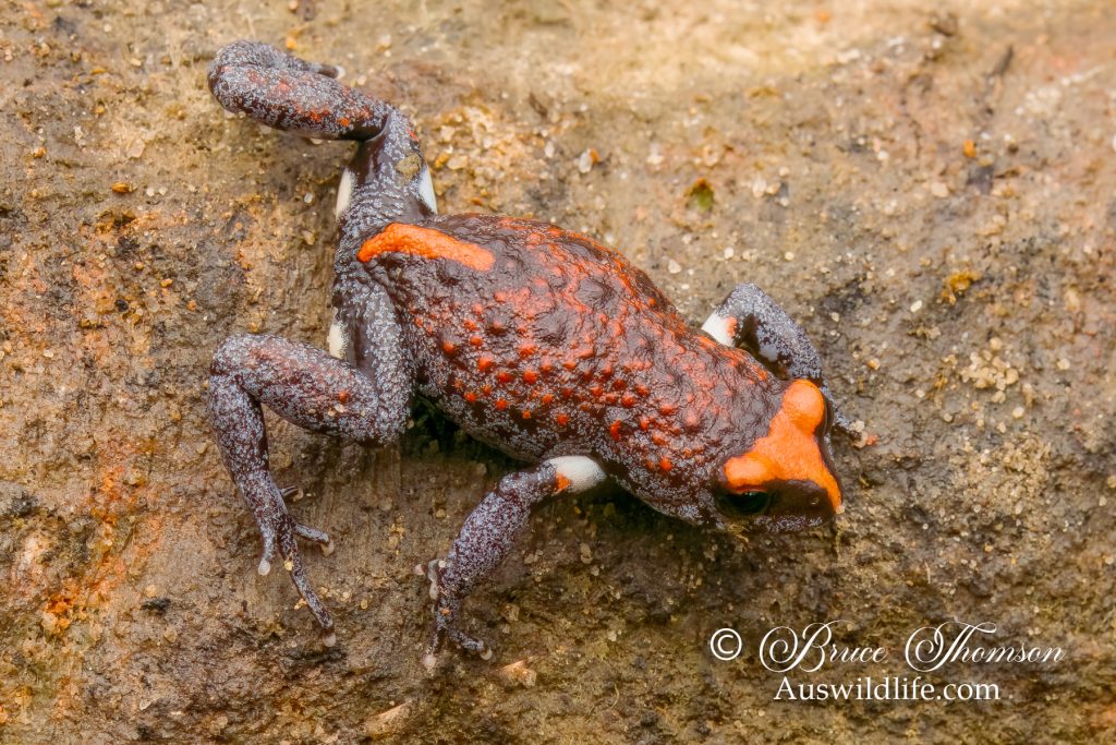 Red-crowned Toadlet (Pseudophyrne australis)
