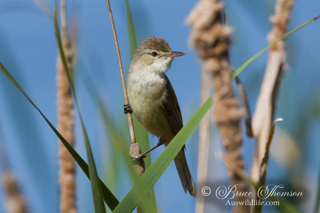 Australian Reed Warbler