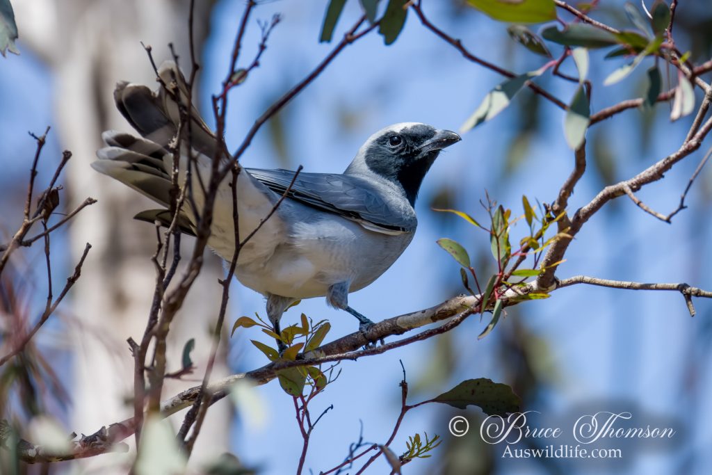 Black-faced Cuckoo-shrike