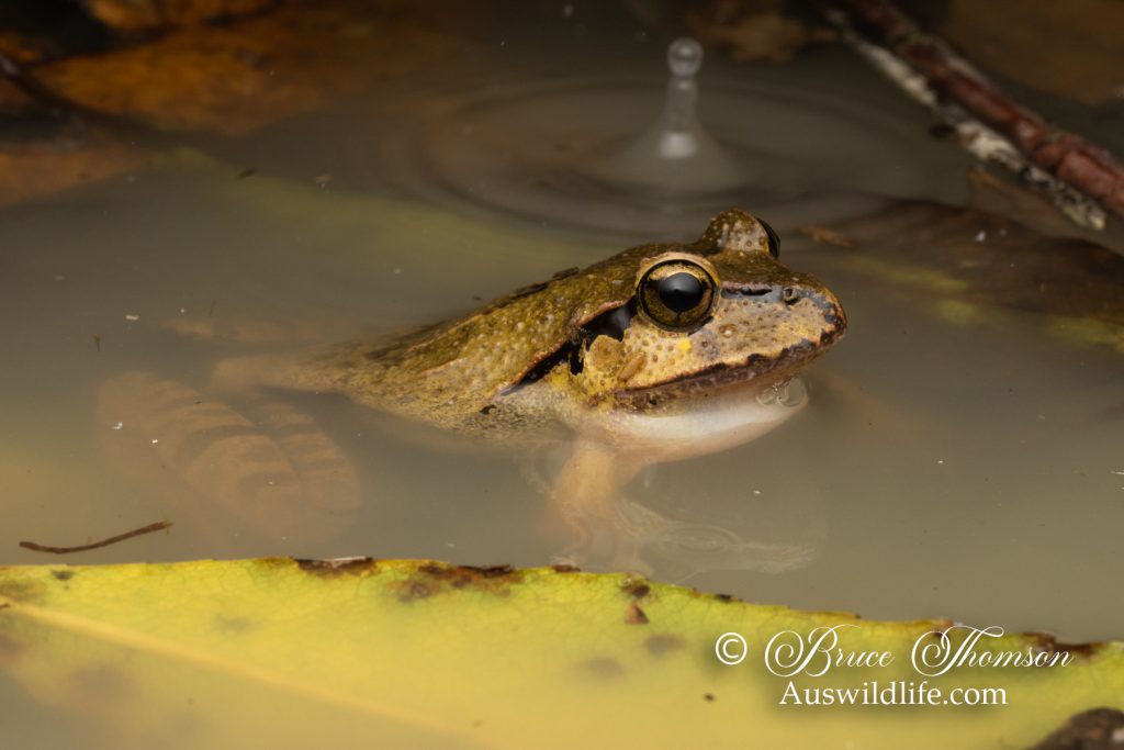 Fletcher's Frog (Lechriodus fletcheri)