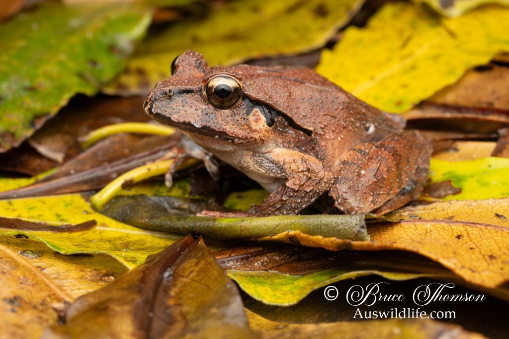Fletcher's Frog (Lechriodus fletcheri)