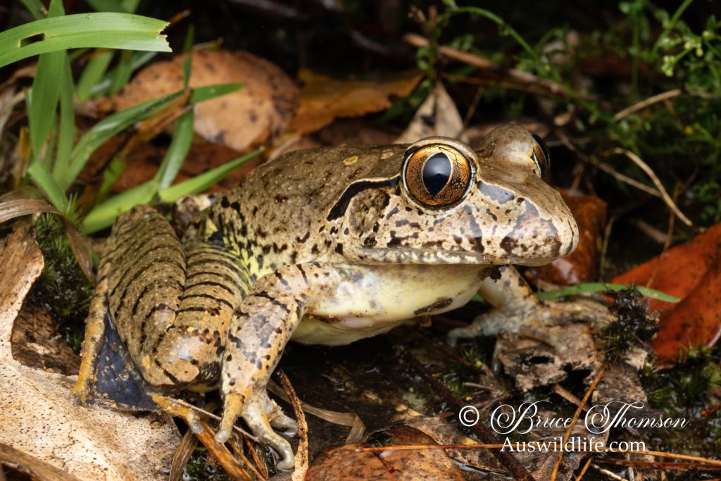 Giant Barred Frog (Mixophyes iteratus)