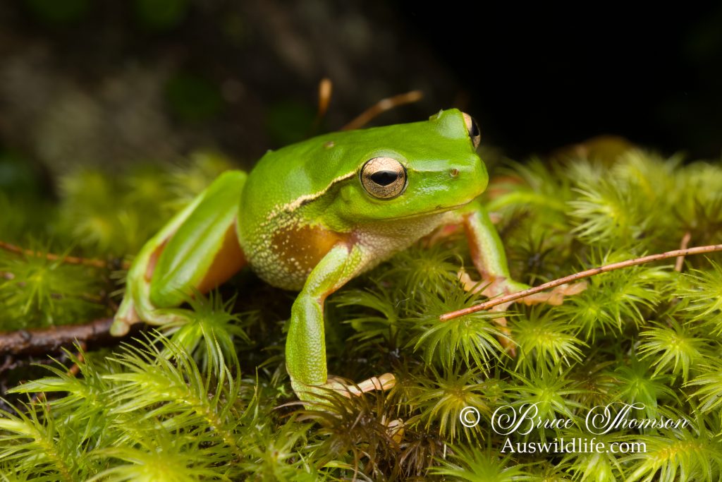 Green Stream Frog (Litoria phyllochroa)