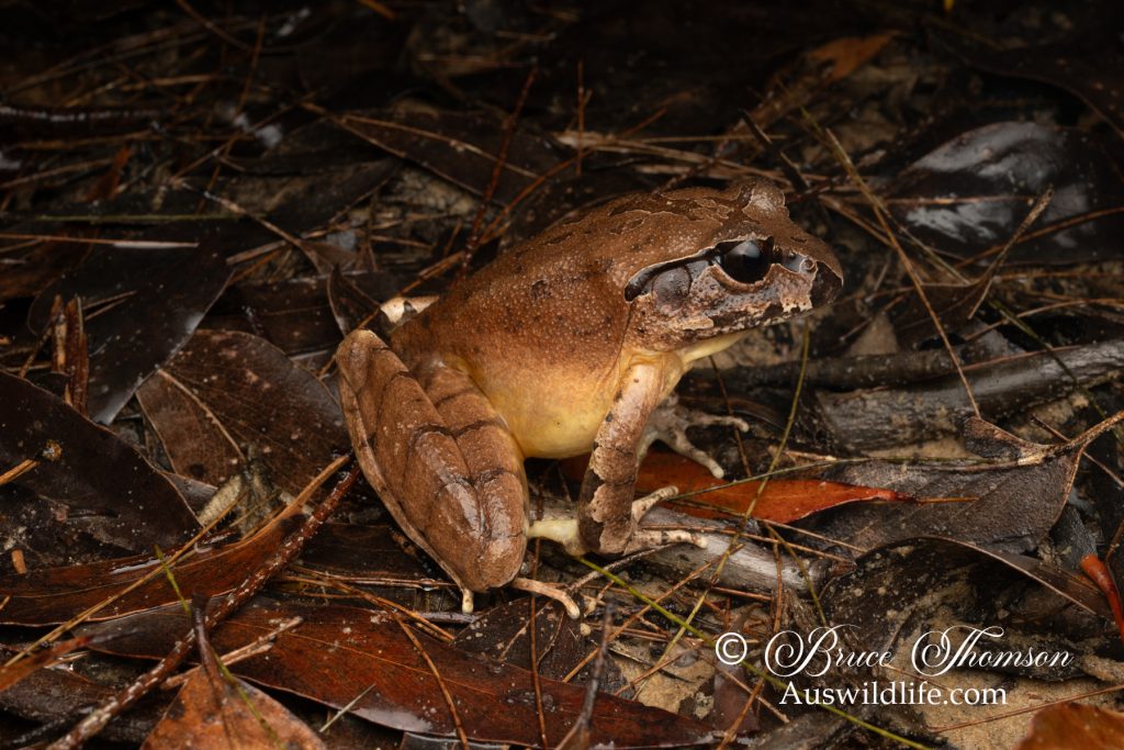 Southern Stuttering Frog (Mixophyes australis)