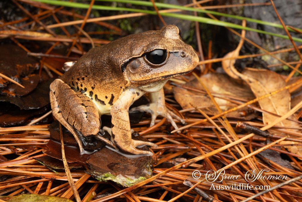 Great Barred Frog (Mixophyes fasciolatus)