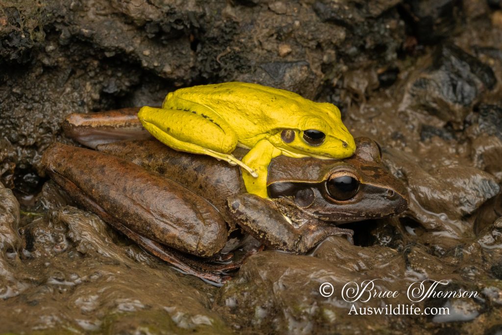 Eastern Stony Creek Frog (Litoria wilcoxii)