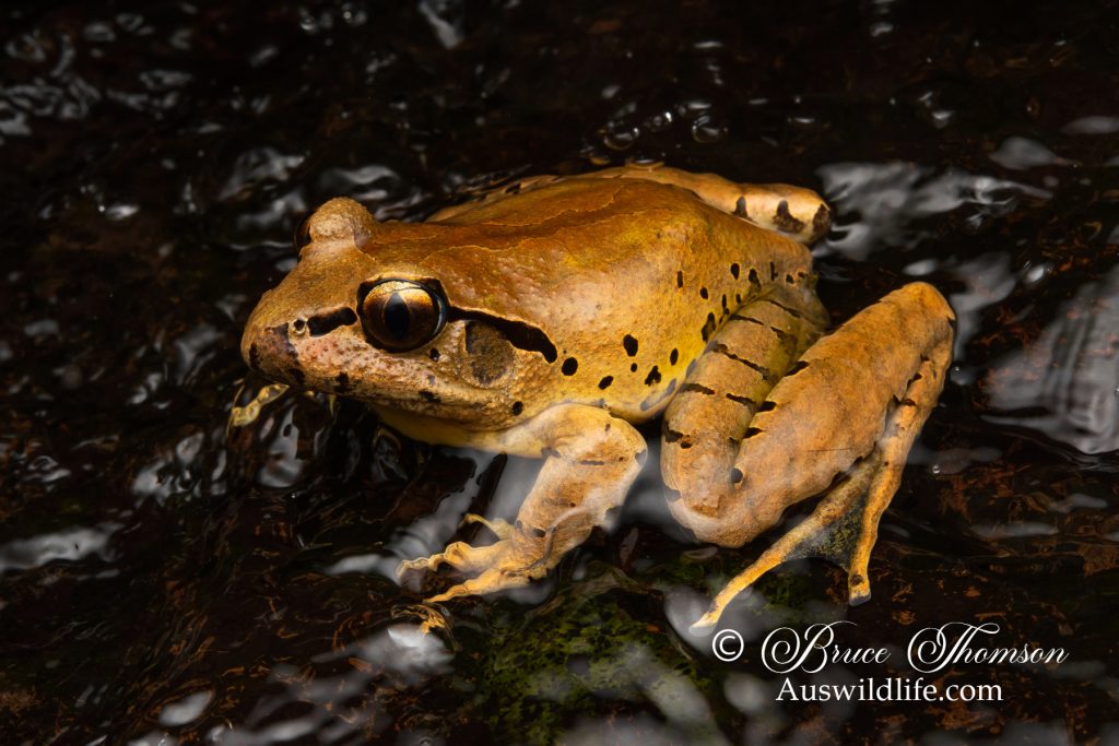 Fleay's Barred Frog (Mixophyes fleayi)