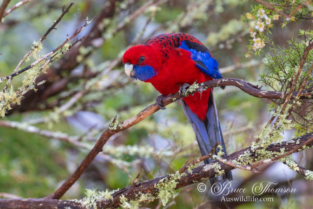 Crimson Rosella
