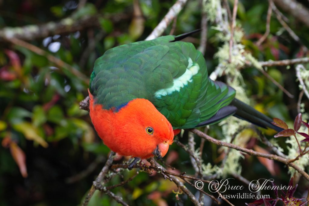 King Parrot