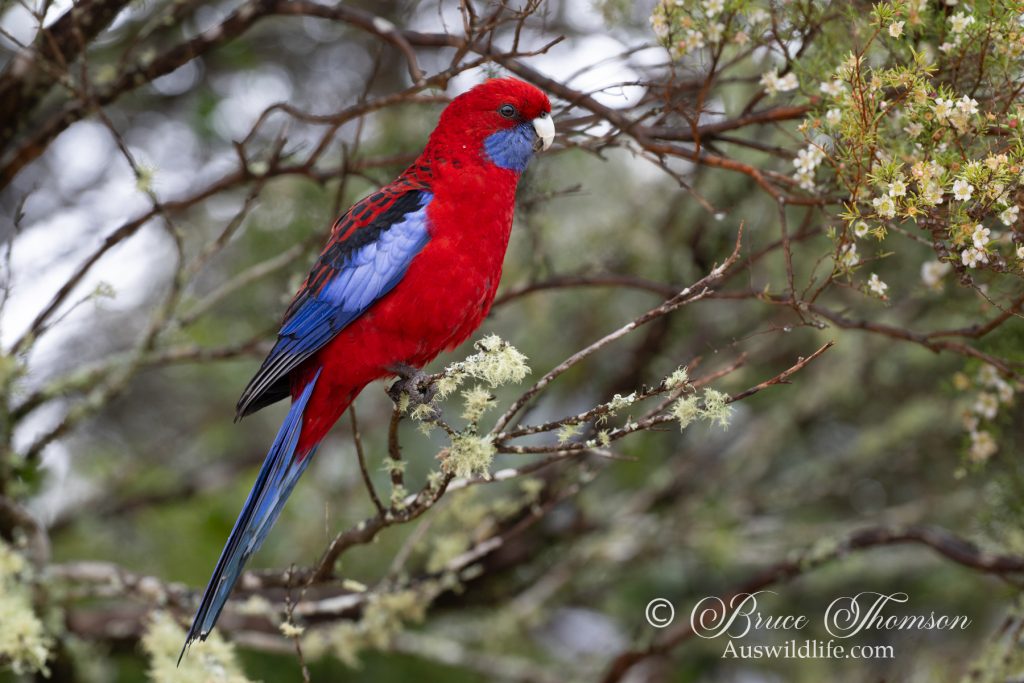 Crimson Rosella
